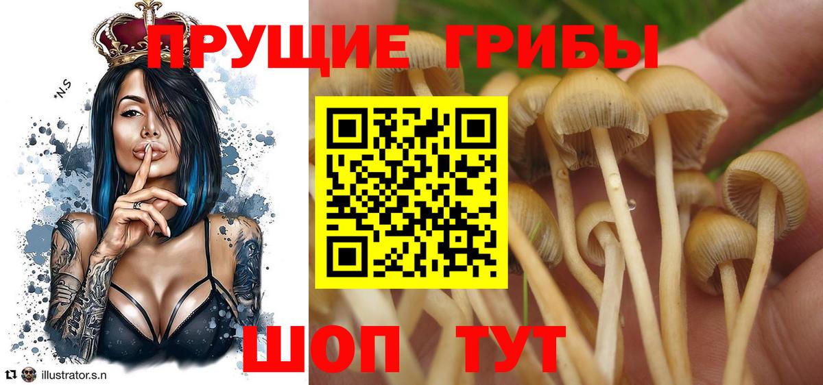 Галлюциногенные грибы Psilocybine cubensis Озёры